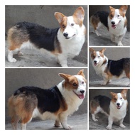 Jual Anjing Corgi Jantan dan Betina
