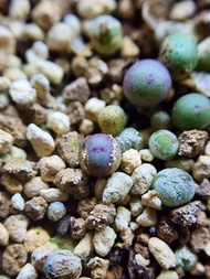 小紅嘴 Conophytum pageae 稀有南非多肉植物