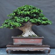 Bibit beringin kompakta tanaman bonsai 30-50cm