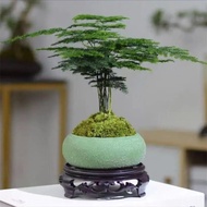 Asparagus Fern Potted Plant Indoor Desktop Office Green Plant Flower Bonsai Small Pot Planth UBYW