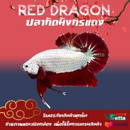 ปลากัดมังกรแดง เพศผู้ 1 ตัว 7/11 Betta Farm