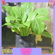 BLACK POLYBAG PLANT POLYBAG Size 60 x 60 cm Contents 14 Sheets Warehouse Clearance