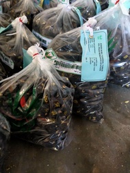 benih kecambah kelapa sawit topaz paket 10 bungkus