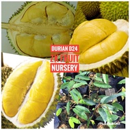 Anak Pokok Durian D24