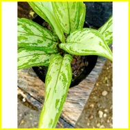 ☽ ♒ ✸ Aglaonema Plants Different Varieties