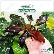Betel 09 RED (Echinodorus Iguazu 2009 RED) | CO2-FREE Aquatic Plants, Background | 8m2