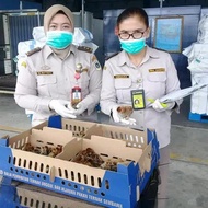 Doc Ayam Arab Petelur Betina Asli Super (Harga Satuan)