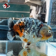 ikan koki ranchu sapi berkualitas ukuran 5/8cm 