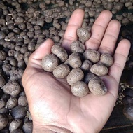 Jual bibit porang katak super (1 kg isi 150 - 300 biji )