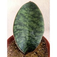 Dwarf/Small Whale Fin, Dwarf/Small Sansevieria Masoniana, Whale Fin, Sansevieria, Indoor Plant, Hous