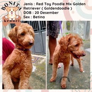 Anjing Golden Mix Red Toy Poodle | Golden Retriever Goldendoodle