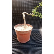 BONSAI BEBUAS (Sancang) - Premna Microphylla Batang Lentur Karakter Padu Bahan Asas Bonsai