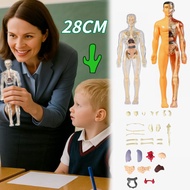 Human Body Anatomy Torso Model Doctor Toy Human Body organ Human Body Torso Medical Practice Tool / 