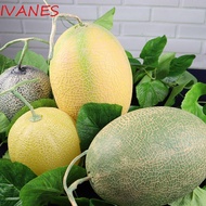 IVANES Fake Cantaloupe Melon, Food Model Foam Artificial Cantaloupe Melon, Toy Realistic Plastic Fun