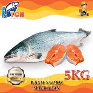 SALMON, HALF SALMON, WHOLE SALMON, TCH FROZEN FOOD, FRESH FROZEN SEAFOOD, WHOLESALE SUPPLIER, FISH, 