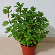 [TO KLANG VALLEY ONLY] Pudina Eau de Cologne / Eau de Cologne Mint (Mentha citrata) - Pokok Hidup / 