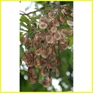 ✿ ❈ ♕ Narra Seeds (20 pcs.)