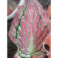 Caladium / Pokok Keladi ~ Thai Beauty ~ Pink Symphony