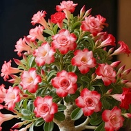 Colorful Desert Rose | Multi-stemmed Flowering Plant | Indoor Plants | Best Seller