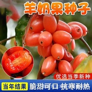 [Original] Goat Milk Fruit Seeds Four Seasons Courtyard Planting High-Produced Fruit Goat Milk Fruit