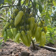 2026 種子-超甜綠手指蕃茄/包郵/Green  Tomato  seeds