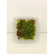 NMS / Hypnum Plumaeforme Wilson (7cm x 7cm Container) / Terrarium / Aqua-terrarium / vivarium / Live