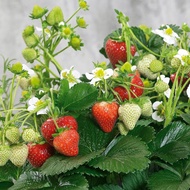 isi 10 Benih Strawberry Mencir Dataran Rendah Bibit Buah Stroberi Jumbo Manis Super Premium Mudah Tu