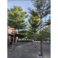 ♀ ☢ ❅ ✘ AFRICAN TALISAY (10 SEEDS) BUY 2 GET 1 FREE