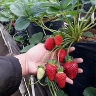 Bibit Strawberry Jumbo Australia - Bibit Strawberry termurah