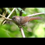 burung flamboyan pilihan