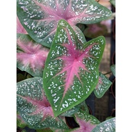 Easy care plant - Caladium Pink Beauty