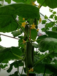 HẠT GIỐNG DƯA LEO TỰ THỤ PHẤN F1 AN84 GÓI 10G - CỰC DỄ TRỒNG