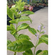 Happi GO 1Pot Duranta Erecta Gold Flower 金露花 (Live Plant)