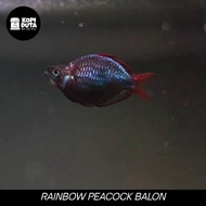 IKAN RAINBOW PEACOCK BALON