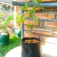 Basil seed promo - basil plant 1