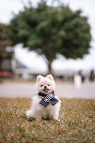 【寵物冬日必備】NECK WARMER 毛茸茸頸巾 - 深藍色