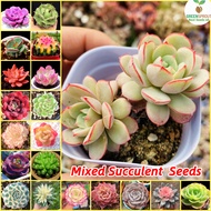 [100% Original Seed] 100pcs Rare Mixed Succulent Seeds Bonsai Seeds for Planting Flowers Gardening Flower Seeds Easy To Grow Singapore Air Purifying Live Plants for Sale Indoor and Outdoor Real Plants Potted Ornamental Plant Seeds Home Garden Decor