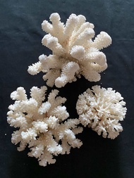 ปะการังแดงธรรมชาติ ปะการังแท้ ไม่มีการย้อมสี ของสะสมการตกแต่ง Tubipora red pipe organ coral