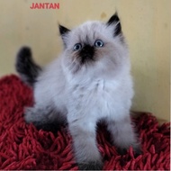 kucing perisan himalayan seal point kitten