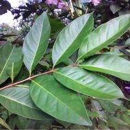 100 grams of bay leaves, fresh cooking spices, per sheet, latest ready