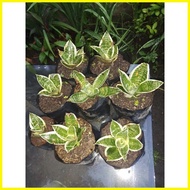 ✆ ◬ ﹊ DWARF SNAKE PLANT FOR SALE