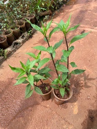 Combo 10 cây giống rau lủi rau rừng