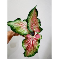 CALADIUM- BICOLOR- MIX- KELADI CANTIK