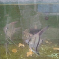 IKAN MANFISH ALTUM PERUVIAN DEWASA