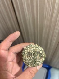 老家雙頭姬牡丹