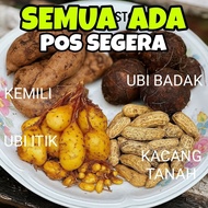UBI KELEDEK / UBI KELEDEK PURPLE / UBI BADAK / UBI KEMILI ubi keladi