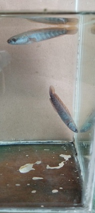 Channa RED BARITO - Ikan Snake Head Fish