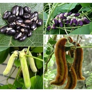 20 BUTIR BIJI / BENIH KACANG BLACK MUCUNA KORO BENGUK HITAM MUCONA PURIENS
