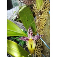 Bulbophyllum macranthum Orchid Wild Orchid Orkid Hutan Fragrant Flowers