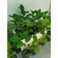 Panama Rose Gold Passion Fruit Plants 巴拿马玫瑰香黄金百香果树苗